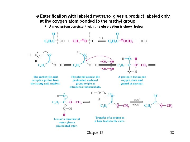 èEsterification with labeled methanol gives a product labeled only at the oxygen atom bonded