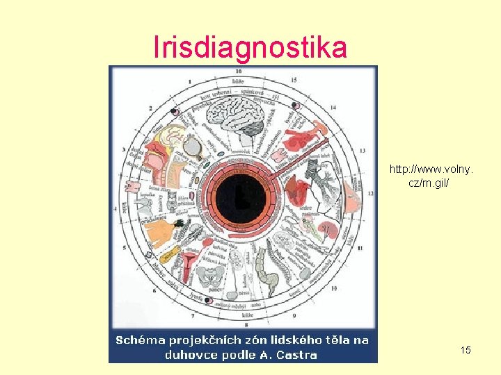 Irisdiagnostika http: //www. volny. cz/m. gil/ 15 