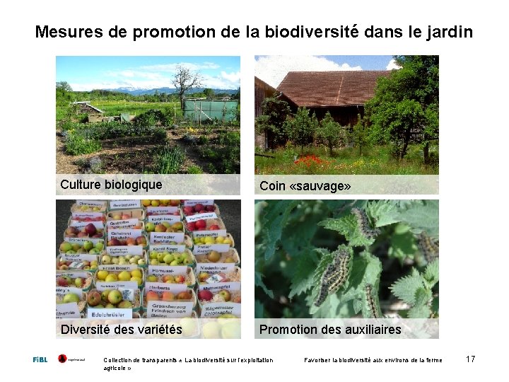 Mesures de promotion de la biodiversité dans le jardin Culture biologique Coin «sauvage» Diversité