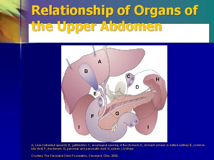 Relationship of Organs of the Upper Abdomen A, Liver (retracted upward); B, gallbladder; C,