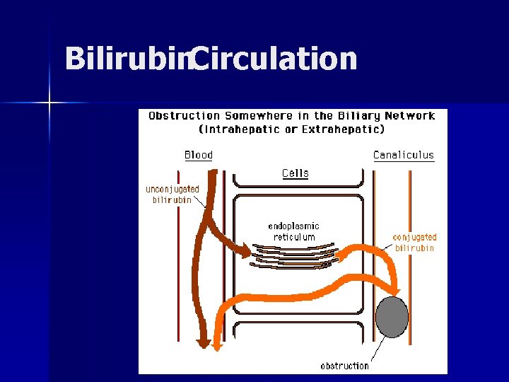 Bilirubin. Circulation 