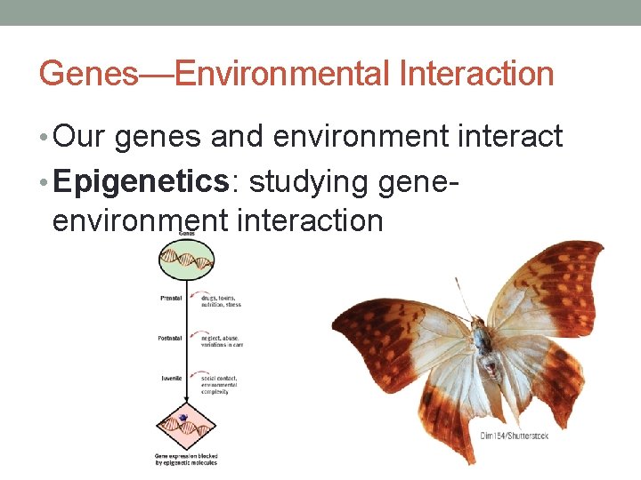 Genes—Environmental Interaction • Our genes and environment interact • Epigenetics: studying gene- environment interaction
