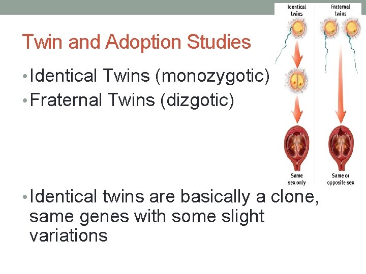 Twin and Adoption Studies • Identical Twins (monozygotic) • Fraternal Twins (dizgotic) • Identical