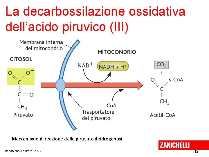 La decarbossilazione ossidativa dell’acido piruvico (III) Meccanismo di reazione della piruvato deidrogenasi © Zanichelli