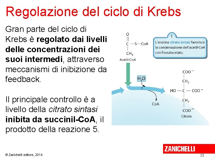 Regolazione del ciclo di Krebs Gran parte del ciclo di Krebs è regolato dai