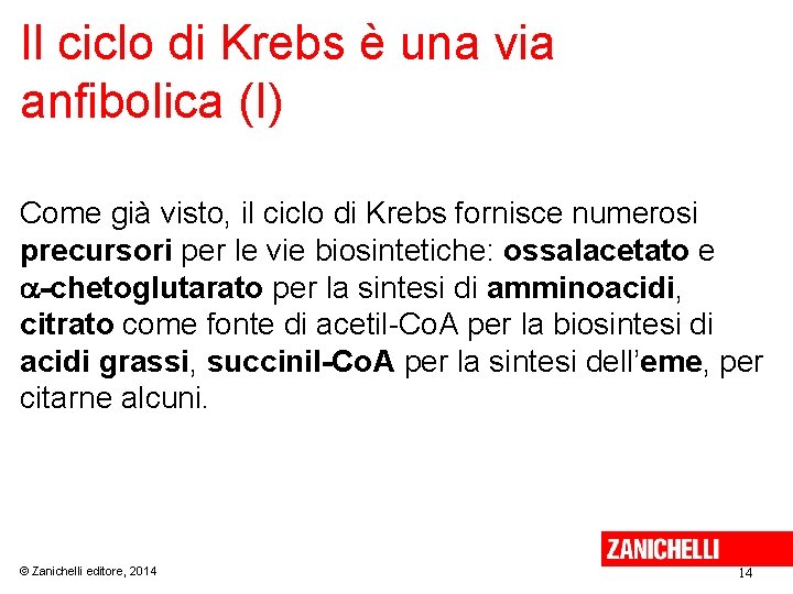 Il ciclo di Krebs è una via anfibolica (I) Come già visto, il ciclo