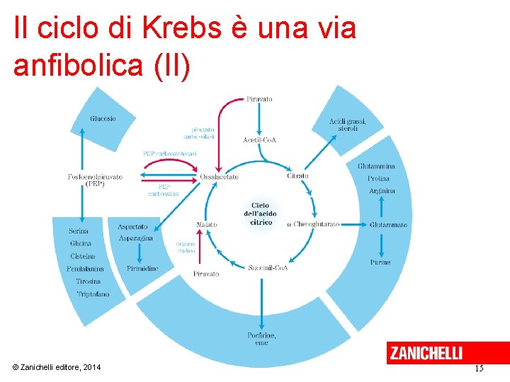 Il ciclo di Krebs è una via anfibolica (II) © Zanichelli editore, 2014 15