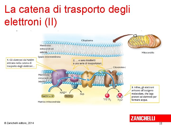 La catena di trasporto degli elettroni (II) © Zanichelli editore, 2014 18 