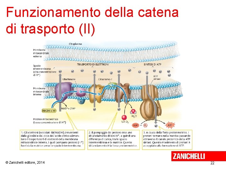 Funzionamento della catena di trasporto (II) © Zanichelli editore, 2014 22 