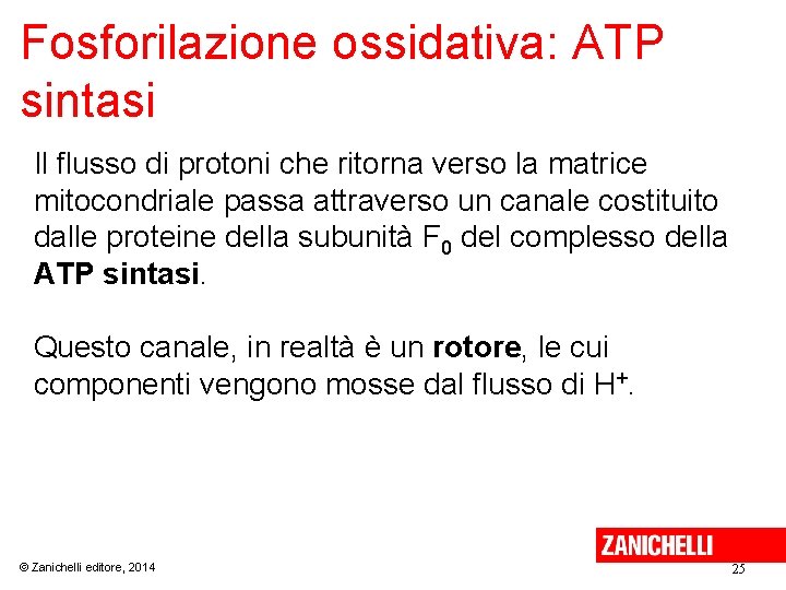 Fosforilazione ossidativa: ATP sintasi Il flusso di protoni che ritorna verso la matrice mitocondriale