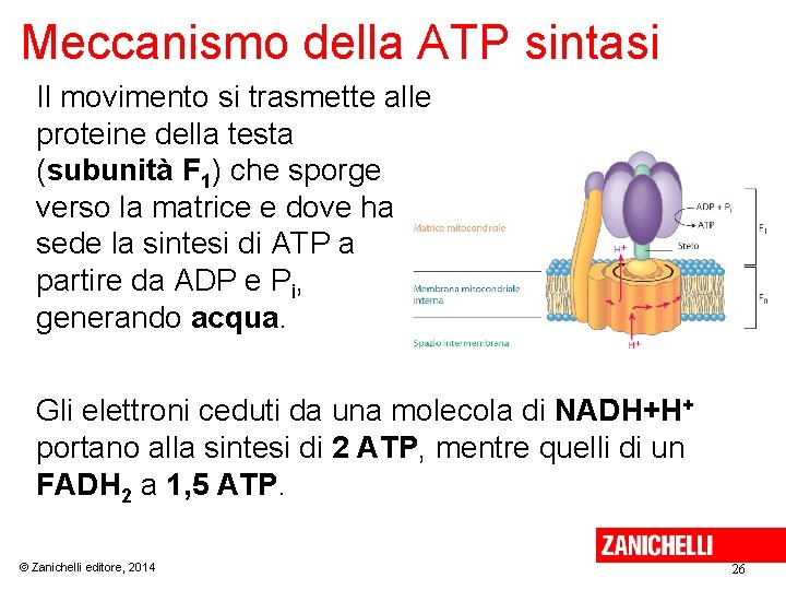 Meccanismo della ATP sintasi Il movimento si trasmette alle proteine della testa (subunità F