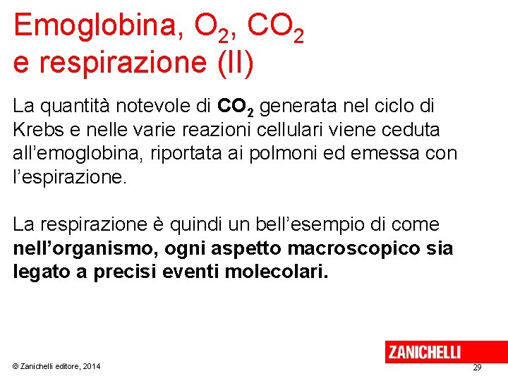 Emoglobina, O 2, CO 2 e respirazione (II) La quantità notevole di CO 2