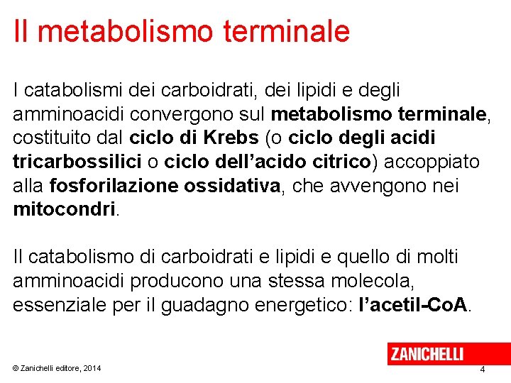 Il metabolismo terminale I catabolismi dei carboidrati, dei lipidi e degli amminoacidi convergono sul