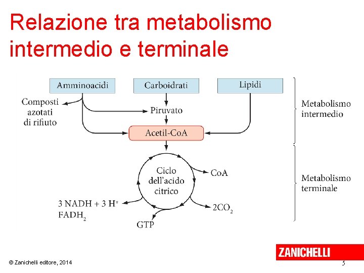 Relazione tra metabolismo intermedio e terminale © Zanichelli editore, 2014 5 