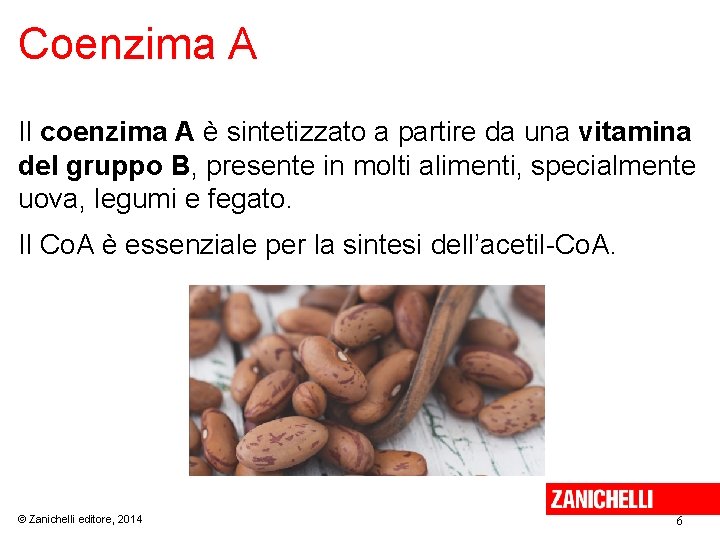 Coenzima A Il coenzima A è sintetizzato a partire da una vitamina del gruppo