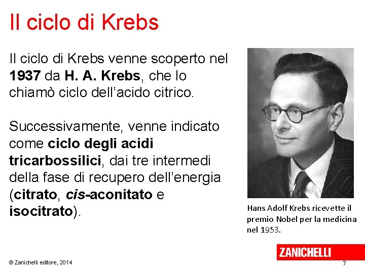 Il ciclo di Krebs venne scoperto nel 1937 da H. A. Krebs, che lo