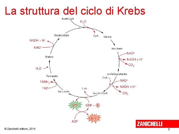 La struttura del ciclo di Krebs © Zanichelli editore, 2014 8 