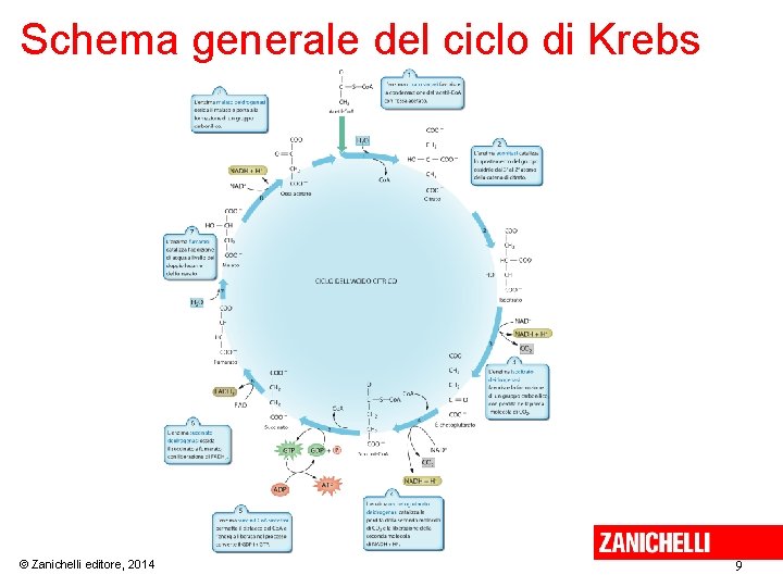 Schema generale del ciclo di Krebs © Zanichelli editore, 2014 9 