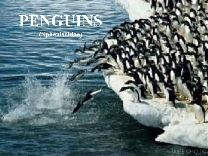 PENGUINS (Spheniscidae) 