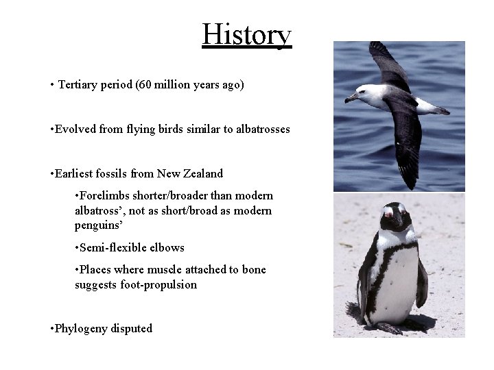 History • Tertiary period (60 million years ago) • Evolved from flying birds similar