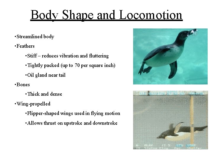 Body Shape and Locomotion • Streamlined body • Feathers • Stiff – reduces vibration