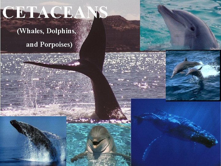 CETACEANS (Whales, Dolphins, and Porpoises) 