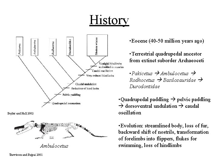 History • Eocene (40 -50 million years ago) • Terrestrial quadrupedal ancestor from extinct