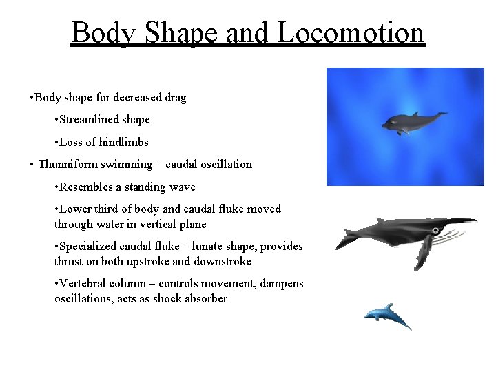 Body Shape and Locomotion • Body shape for decreased drag • Streamlined shape •