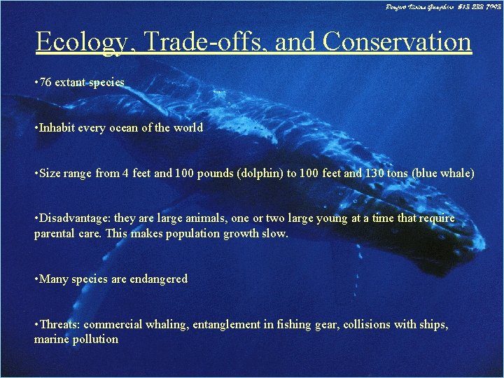 Ecology, Trade-offs, and Conservation • 76 extant species • Inhabit every ocean of the