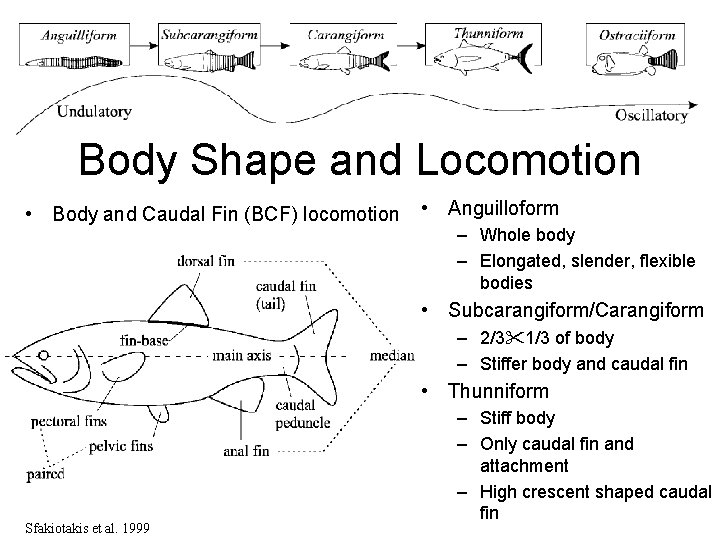 Body Shape and Locomotion • Body and Caudal Fin (BCF) locomotion • Anguilloform –