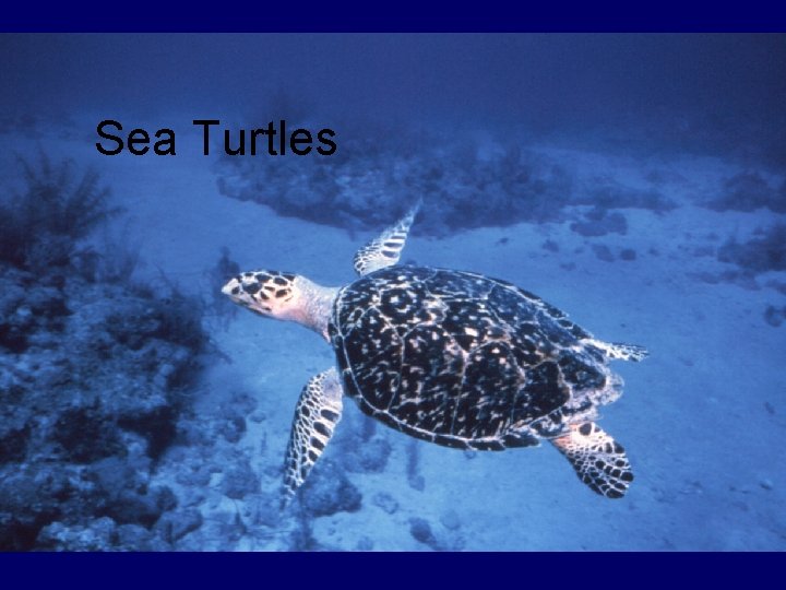 Sea Turtles 