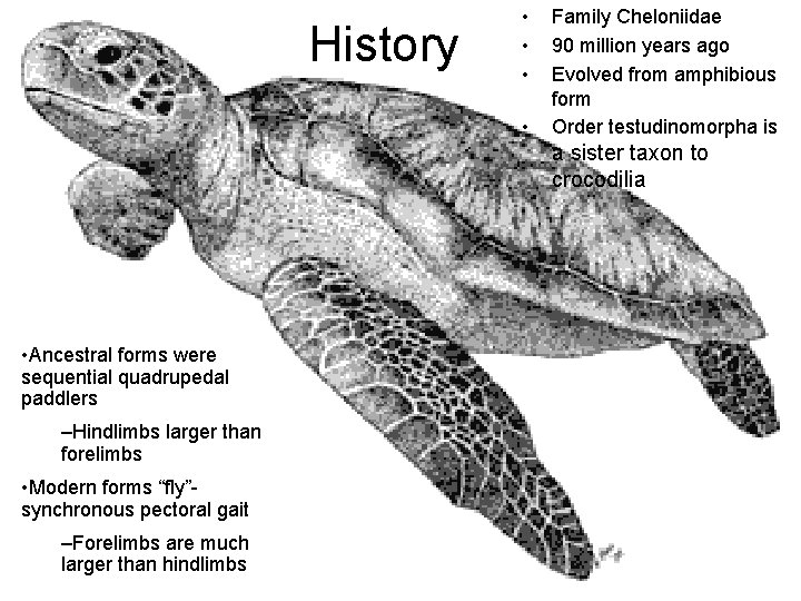 History • • Family Cheloniidae 90 million years ago Evolved from amphibious form Order