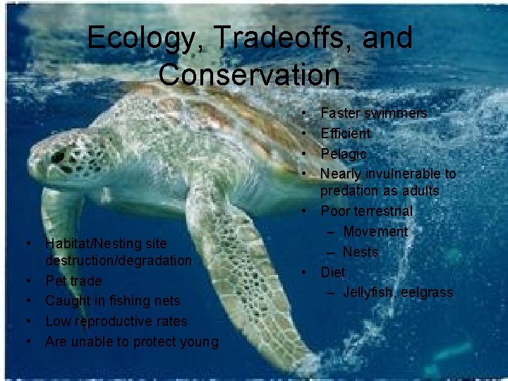 Ecology, Tradeoffs, and Conservation • • • Habitat/Nesting site destruction/degradation • Pet trade •