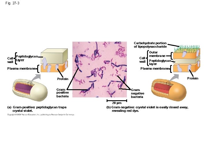 Fig. 27 -3 Carbohydrate portion of lipopolysaccharide Peptidoglycan Cell wall Cell layer wall Outer