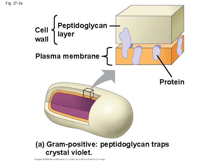 Fig. 27 -3 a Cell wall Peptidoglycan layer Plasma membrane Protein (a) Gram-positive: peptidoglycan