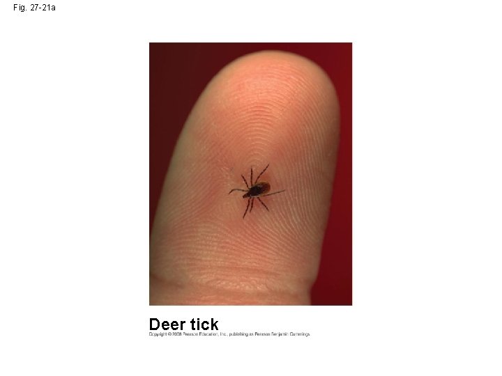 Fig. 27 -21 a Deer tick 