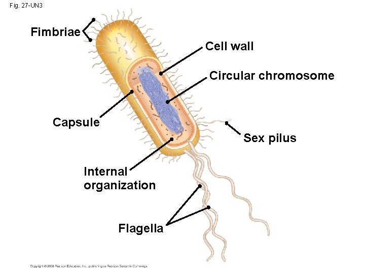Fig. 27 -UN 3 Fimbriae Cell wall Circular chromosome Capsule Sex pilus Internal organization