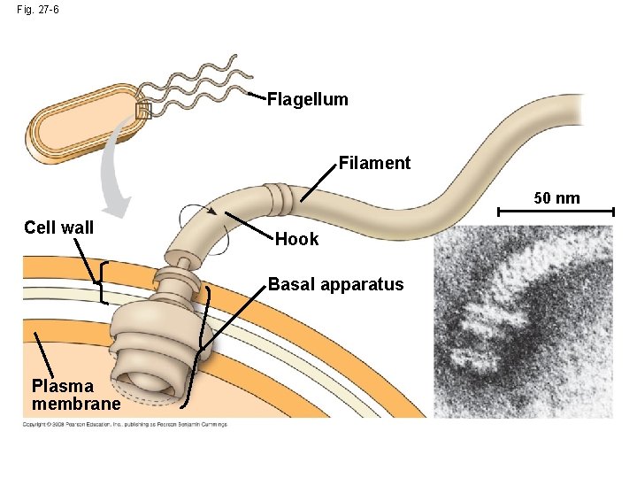 Fig. 27 -6 Flagellum Filament 50 nm Cell wall Hook Basal apparatus Plasma membrane