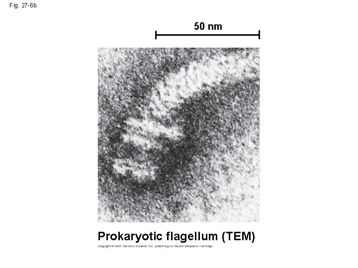 Fig. 27 -6 b 50 nm Prokaryotic flagellum (TEM) 