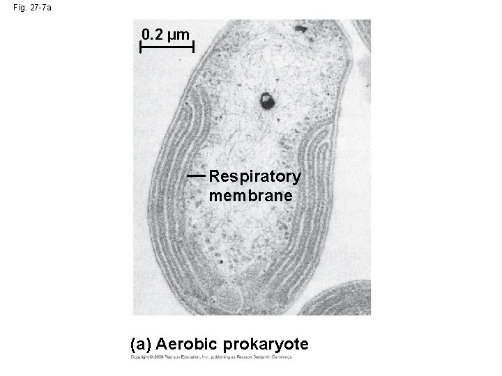 Fig. 27 -7 a 0. 2 µm Respiratory membrane (a) Aerobic prokaryote 