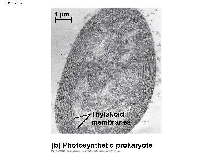 Fig. 27 -7 b 1 µm Thylakoid membranes (b) Photosynthetic prokaryote 