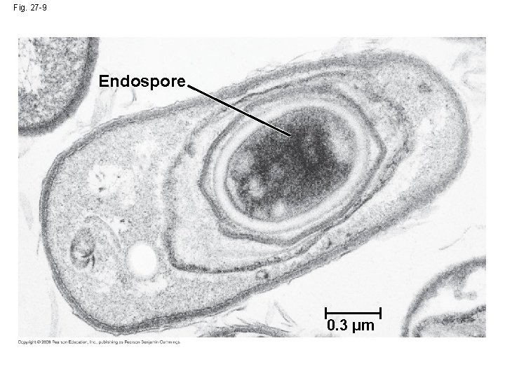 Fig. 27 -9 Endospore 0. 3 µm 