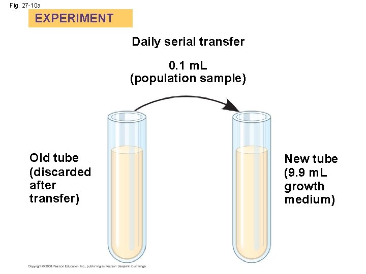 Fig. 27 -10 a EXPERIMENT Daily serial transfer 0. 1 m. L (population sample)