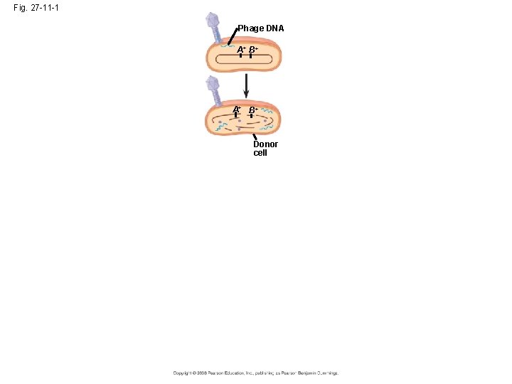 Fig. 27 -11 -1 Phage DNA A+ B+ Donor cell 