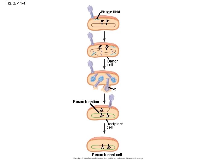 Fig. 27 -11 -4 Phage DNA A+ B+ Donor cell A+ Recombination A+ A–