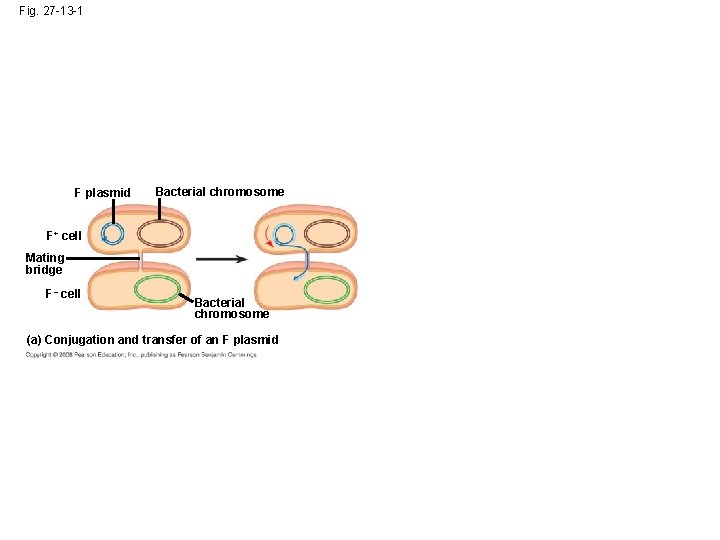 Fig. 27 -13 -1 F plasmid Bacterial chromosome F+ cell Mating bridge F– cell