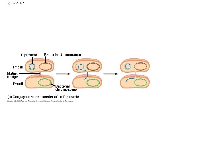Fig. 27 -13 -2 F plasmid Bacterial chromosome F+ cell Mating bridge F– cell
