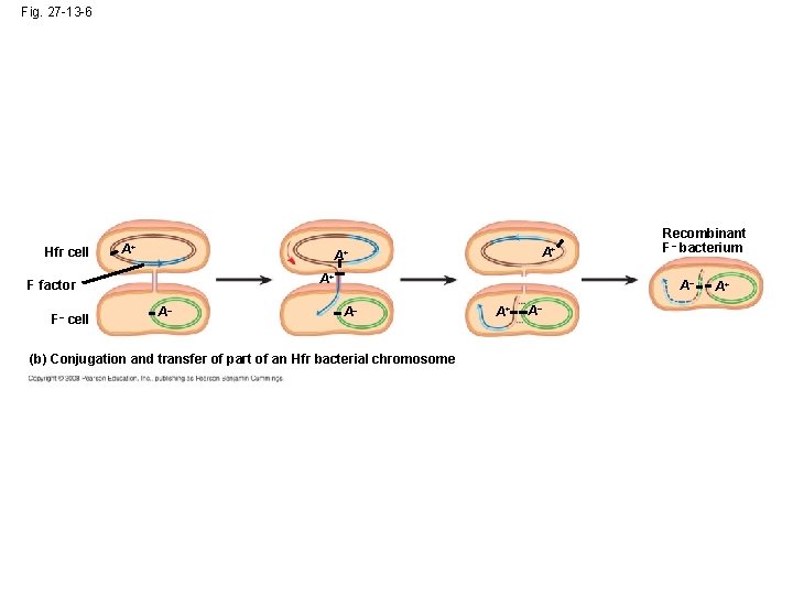 Fig. 27 -13 -6 Hfr cell A+ A+ A+ F factor F– cell A+