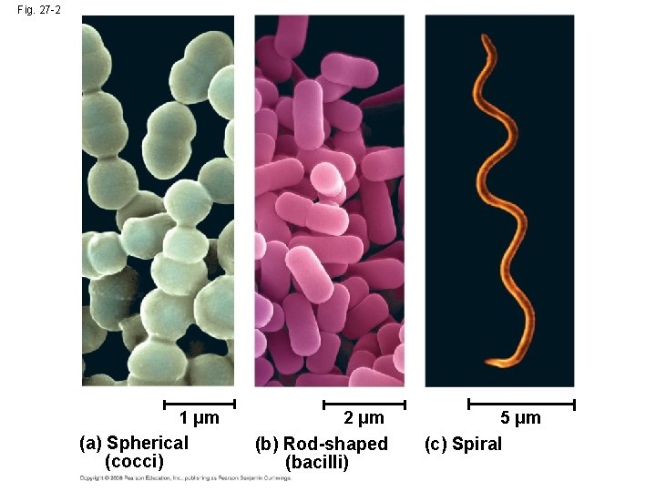 Fig. 27 -2 1 µm (a) Spherical (cocci) 2 µm (b) Rod-shaped (bacilli) 5