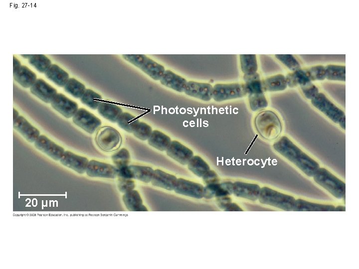 Fig. 27 -14 Photosynthetic cells Heterocyte 20 µm 